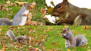 Squirrels in Abington Park [upl. by Dranyam]