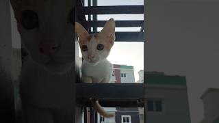 funnycatvids kittenrescue kitten savekittens cutecat cuteanimal rescuekitty cat [upl. by Waylon]