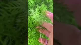 Hottonia palustris aquarium plant aquarium aquariumplant aquascaping aquascape plantedaquarium [upl. by Vitkun]