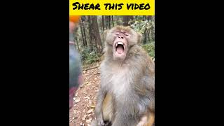 Monkey funny videofunnyfilmmonkeyvideo comedy movie monkey animalshorrorstoriesvirals [upl. by Atnoek363]