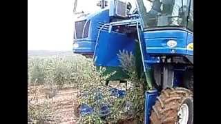 Arbequina olive Harvest [upl. by Eikcaj]