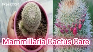 Care of mammillariapin cushion cactus [upl. by Northey]