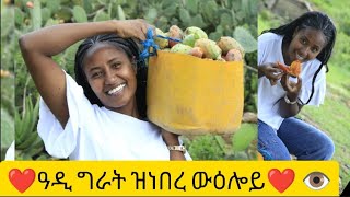 ዋይ በለስ ዓዲ ግራት ዝነበረኒ ውዕሎbrey [upl. by Xilef774]