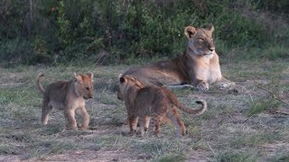 Rongai Lion Pride Playful cubs  Masaimara  3 November 2024 [upl. by Lekcar]