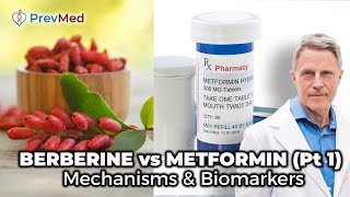 BERBERINE vs METFORMIN Pt 1  Mechanisms amp Biomarkers [upl. by Mcgean]