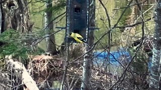 FirstTime Yellow Grosbeak Visit 🦜 [upl. by Gunthar]