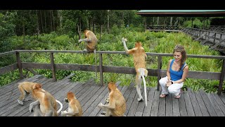 Proboscis Monkeys  Labuk Bay sanctuary  Borneo [upl. by Annam]