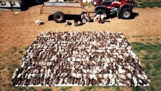 Amazing Rat Catching With Farm Dogs Kill About 500 Rats [upl. by Ynffit517]