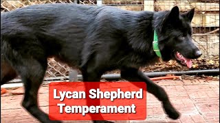 Lycan Shepherd Temperament  Whats it Like to Own One [upl. by Imalda]