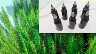 Homemade hair growth oil with Rosemary Moringa Cloves castor and other oils [upl. by Nanyt]