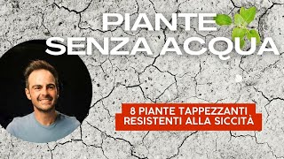 8 piante tappezzanti resistenti alla siccità [upl. by Wing]