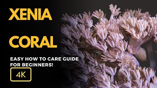 All About Xenia Coral Xenia spp Care Growth and Tips for Your Reef Aquarium [upl. by Ylicec362]