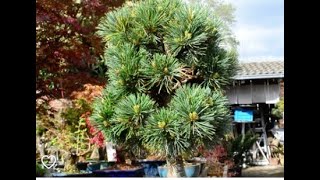 Pinus Parviflora quotHagoromoquot Mädchenkiefer Botanischer Schritt zu Bonsai [upl. by Beffrey604]