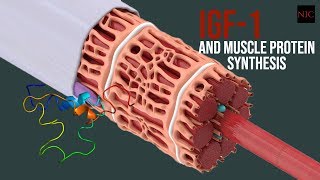 SQ Insulinlike Growth Factor IGF and Muscle Synthesis [upl. by Atonsah]