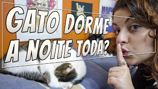 Como Fazer Seu Gato Dormir a Noite  DICA DE GATEIRA [upl. by Tterraj]