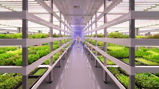 Growing Up How Vertical Farming Works [upl. by Armando]