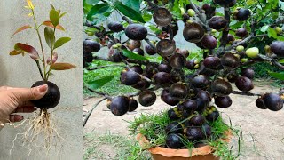 Great Technique for Grafting Mangosteen Fruit To Mangosteen Tree growing mangosteen tree [upl. by Max]