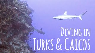 Beautiful Life Under the Sea 🦈🩵🐠 Scuba Diving at Grand Turk Turks amp Caicos  4K [upl. by Allrud]