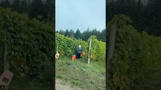 Grape harvest begins organicfarming vineyardworship vineyardlife washington [upl. by Omura]