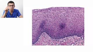 Histología  Clasificación de tejidos [upl. by Urd]