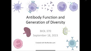 Immunology Fall 2023 Lecture 8 Antibody Structure and Diversity [upl. by Arvonio]