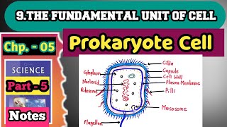 Prokaryote Cell  Structure Of Prokaryote Cell [upl. by Assiram581]