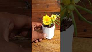 Lets grow Portulaca in waste bottle garden ideas garden shortvideo viralvideo [upl. by Inga]