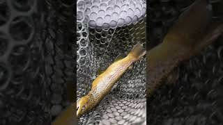 Rugged Vermont Brown Trout crushes the streamer vermont fishing falltroutfishing [upl. by Denby]