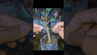 Part 1 Cara Mudah pengikatan Grafting pada sambung bonggol grafting graftingexamples [upl. by Cowden]