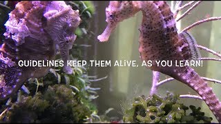 How to set up a seahorse tank excluding dwarves guidelines [upl. by Harshman]