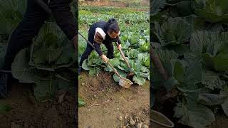 Use the hoe to dig the cabbage After digging the cabbage water it Come to Hunan Cuisine Broth [upl. by Nnek]