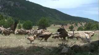 vultures attacking  extreme animals  wildlife [upl. by Cornelle]