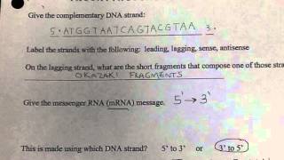 Wkst Protein Synthesis Practice [upl. by Reisman376]