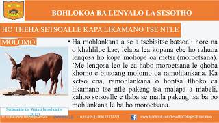 BOHLOKOA BA LENYALO LA SESOTHO [upl. by Chanda]