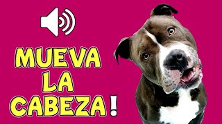 🐶 10 SONIDOS para PERROS Para Que MUEVAN La CABEZA [upl. by Wilkison]