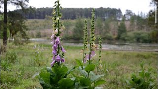 Transplanting foxgloves [upl. by Ahsemed]