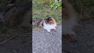 Fluffy cat playing with a straw 2 shorts cute cat [upl. by Ernst234]