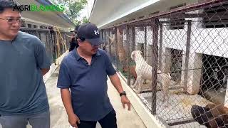 More LARGE DOG BREEDS sa BONSWAN KENNEL  Bakit ang KENNEL FARM ay BUSINESS out of PASSION [upl. by Laet]