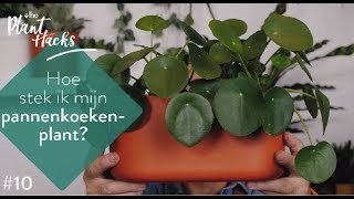 elho plant hack 10  pannenkoekenplant stekken pilea peperomioides [upl. by Raseac766]