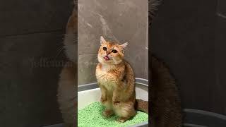 The end ❄️ shortvideo funny funnypetschannel yourcat cat yourpet [upl. by Stearns548]