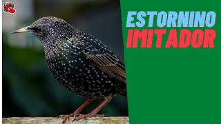 ESTORNINO El Gran Imitador 🐦​🕊️​🕊️​ [upl. by Emerald722]