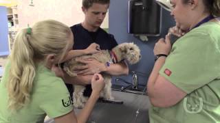 The Best Insurance for your Pet  Why Veterinarians Choose Trupanion [upl. by Yelkao]