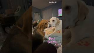 Beagle and Great Pyrenees coonhound are best friends [upl. by Frederick62]