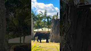 Sumatran Elephants in The Australia Zoo [upl. by Nnhoj]