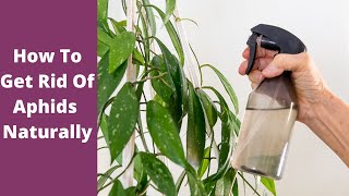 HOW TO GET RID OF APHIDS ON PLANTSJoy Us Garden [upl. by Freya106]