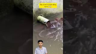 Bầy cá trê có hành động kỳ lạ catre fishing ca7mau tips cacanh animals traicabetta mientay [upl. by Ayoras]