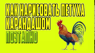 Как рисовать петуха карандашом поэтапно Как рисовать животных для новичков [upl. by Coretta549]