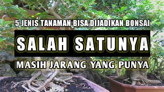 5 Jenis Tanaman Bisa Dijadikan Bonsai Salah Satunya masih Jarang Yang Punya [upl. by Gerrard974]