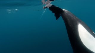 Orcas Caught Slapping Stingray With Tail [upl. by Asilej]