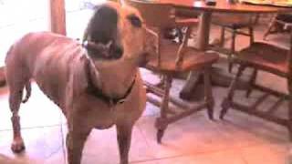 Rhodesian Ridgeback Baloo Howling [upl. by Sillyhp141]